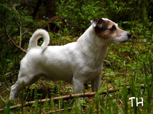 touko 05.JPG - Metsänhaltia toukokuussa 2005